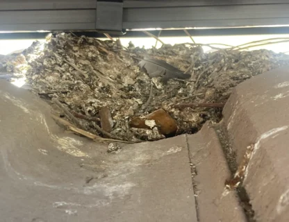 Close-up of debris indicating bird activity, relevant for bird-proofing services